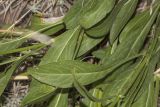 Cephalaria coriacea