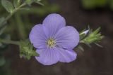 Linum lanuginosum