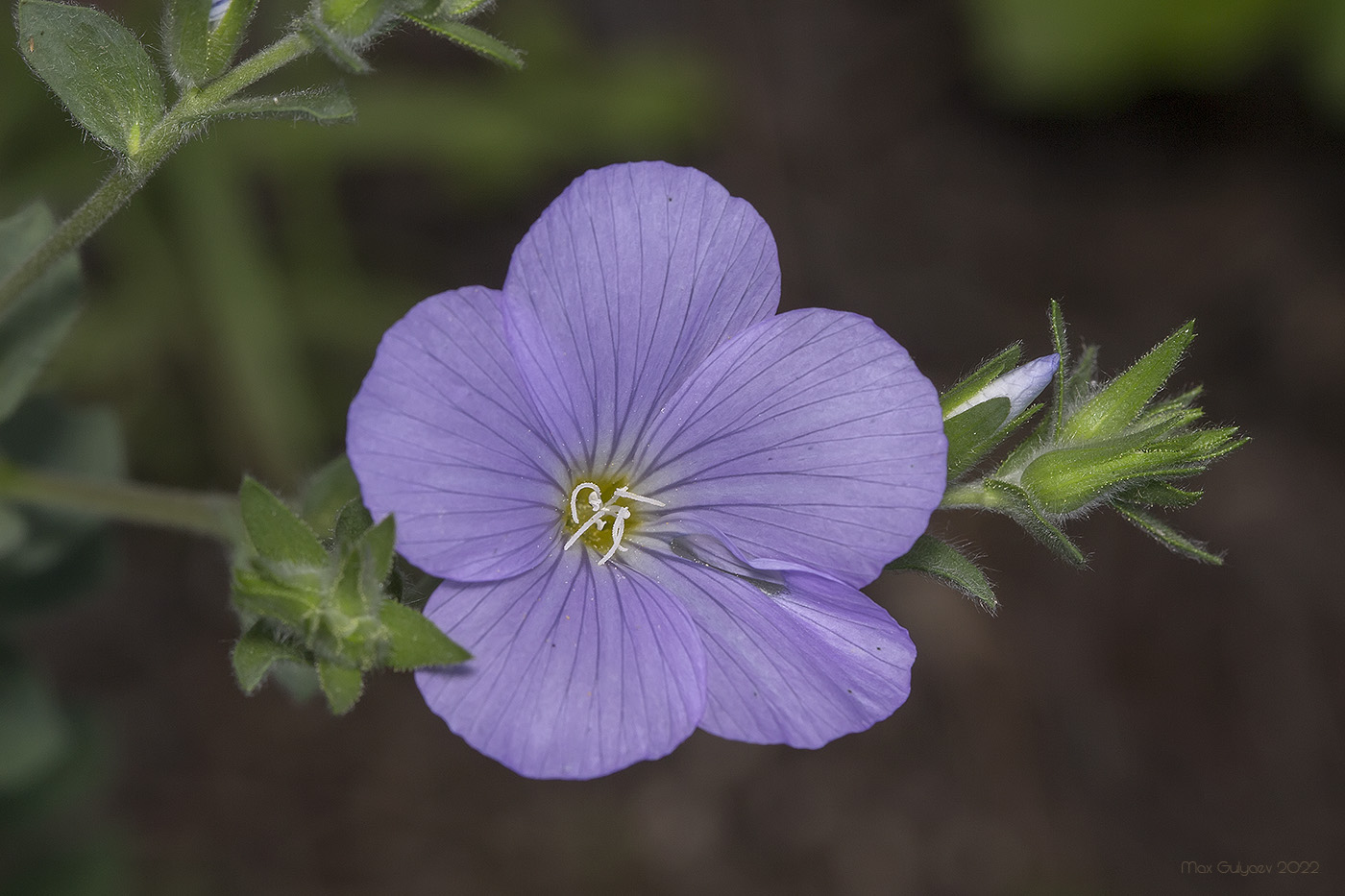 Image of Linum lanuginosum specimen.