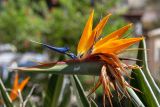 Strelitzia reginae