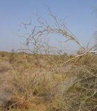 genus Calligonum