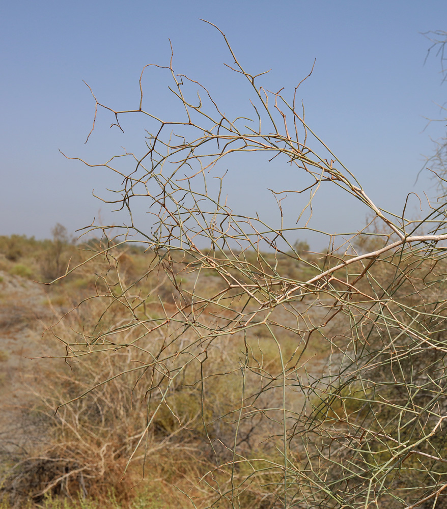 Image of genus Calligonum specimen.