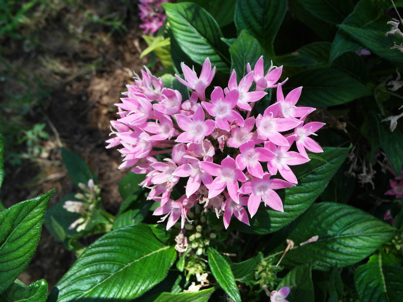 Изображение особи Pentas lanceolata.