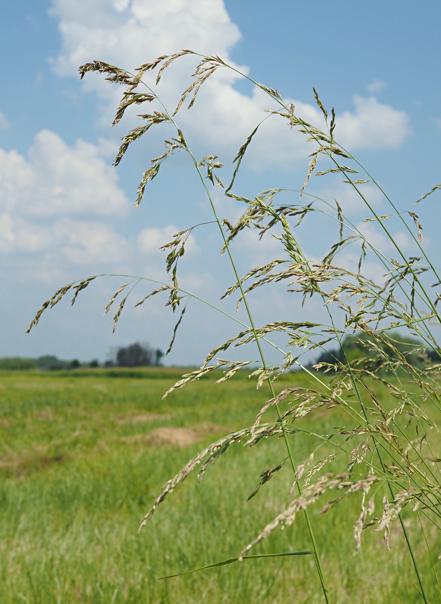 Image of Festuca arundinacea specimen.