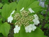 Viburnum sargentii