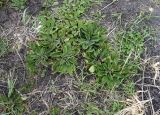 Plantago camtschatica. Куртина плодоносящих растений. Камчатский край, г. Петропавловск-Камчатский, Халактырский пляж, песчаный пляж. 17.08.2022.