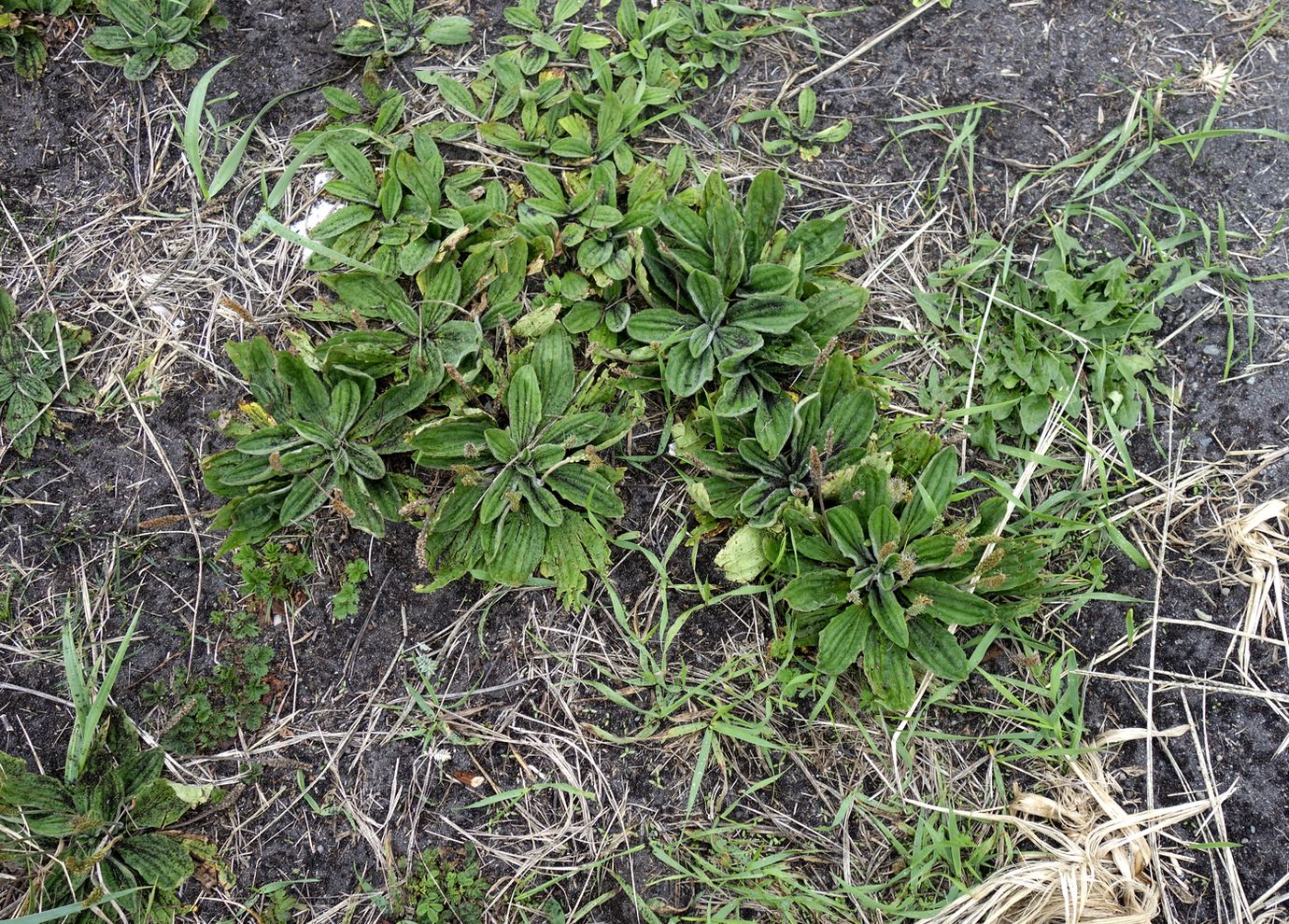 Image of Plantago camtschatica specimen.