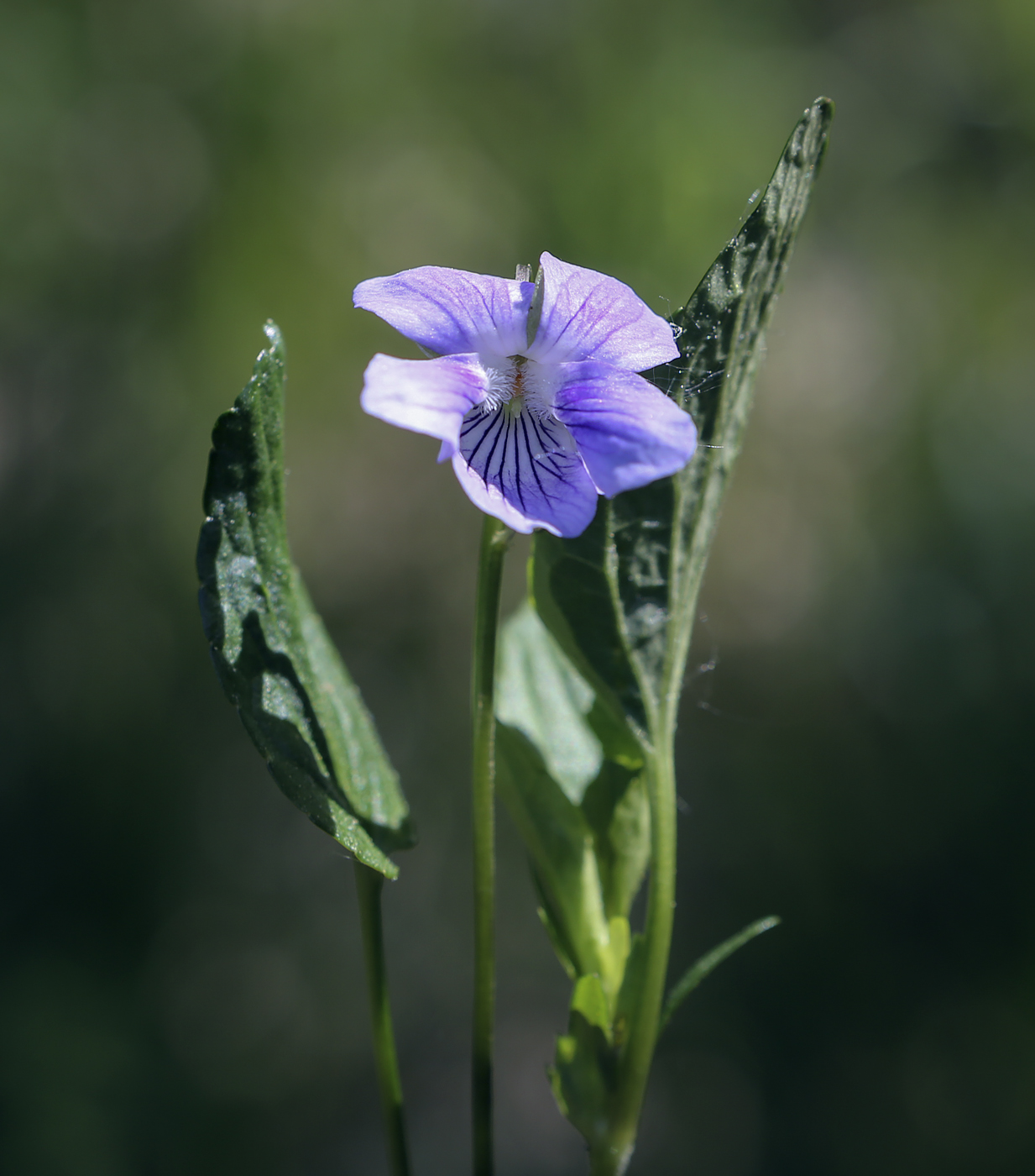 Image of Viola canina specimen.