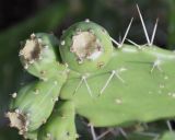 Opuntia dillenii