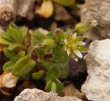 Cerastium semidecandrum