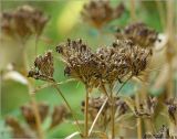 Dianthus barbatus