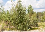 Alnus incana. Плодоносящее растение. Карелия, восточный берег оз. Топозеро, облесённый край песчаного пляжа у границы с низинным болотом. 28.07.2021.