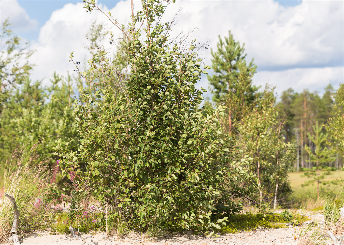 Изображение особи Alnus incana.