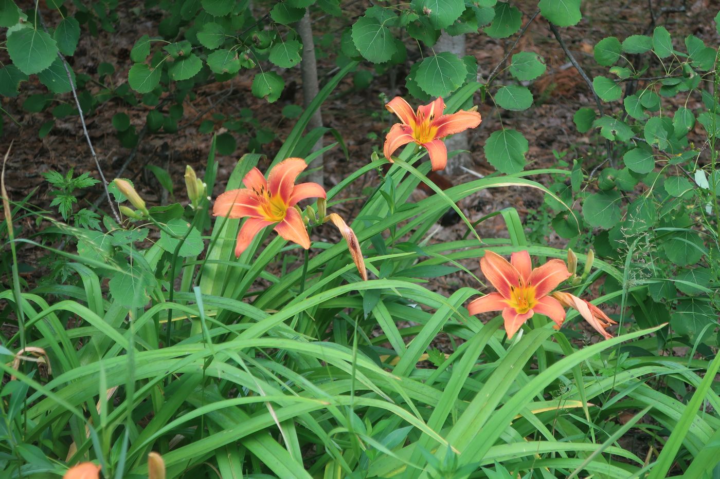 Изображение особи Hemerocallis fulva.