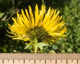 Inula grandiflora