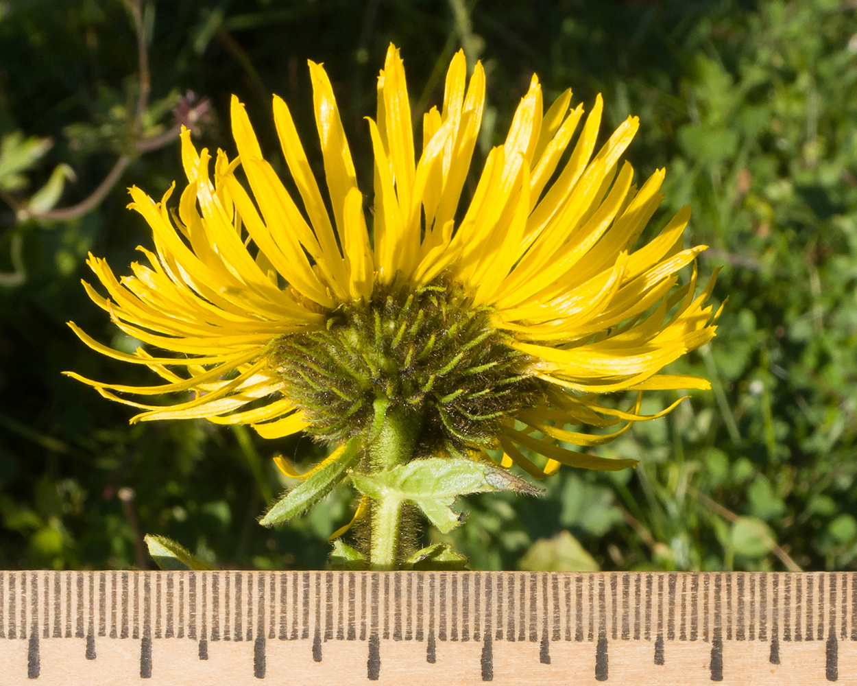 Изображение особи Inula grandiflora.