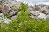 Athyrium distentifolium