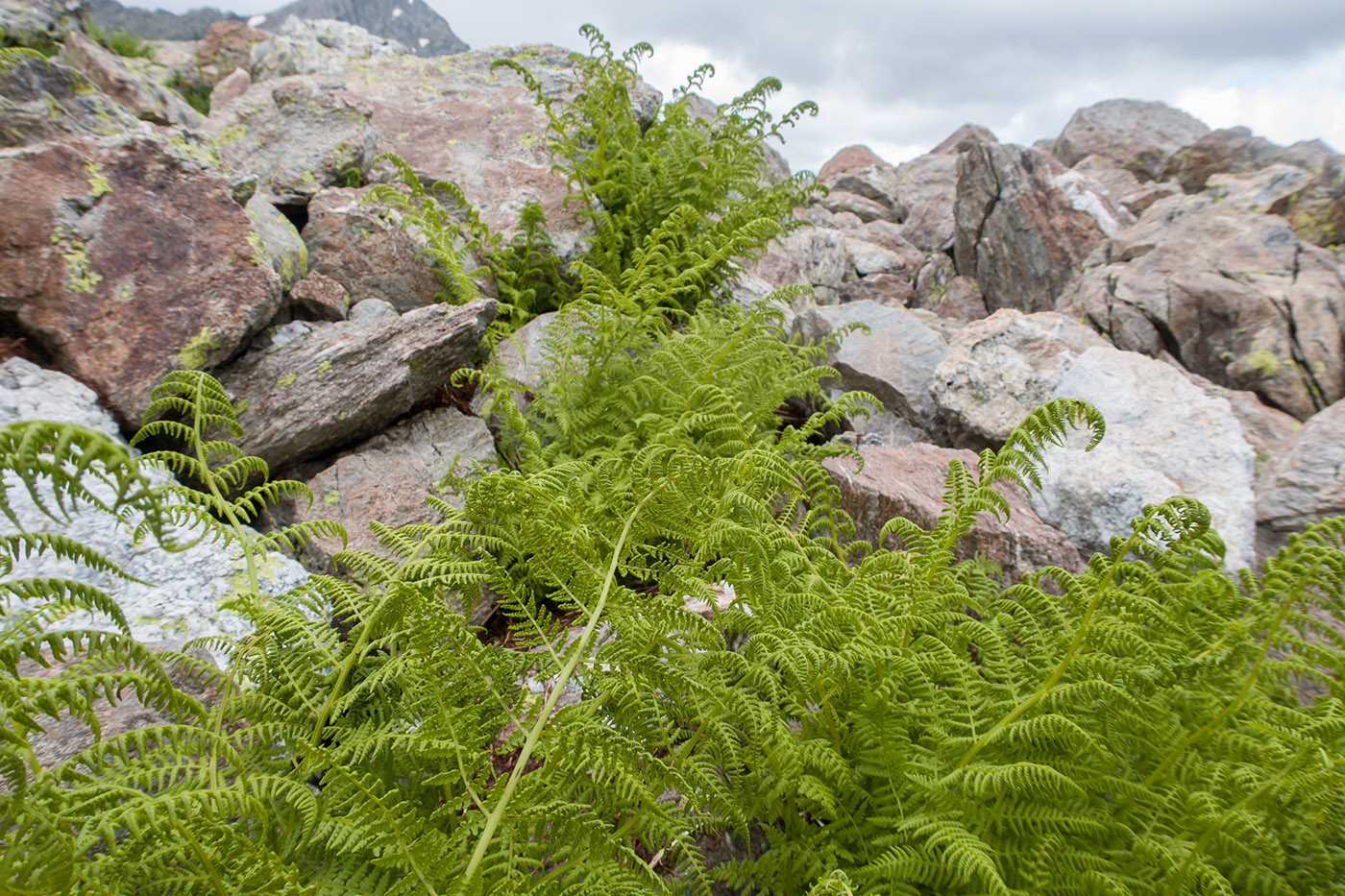 Image of Athyrium distentifolium specimen.