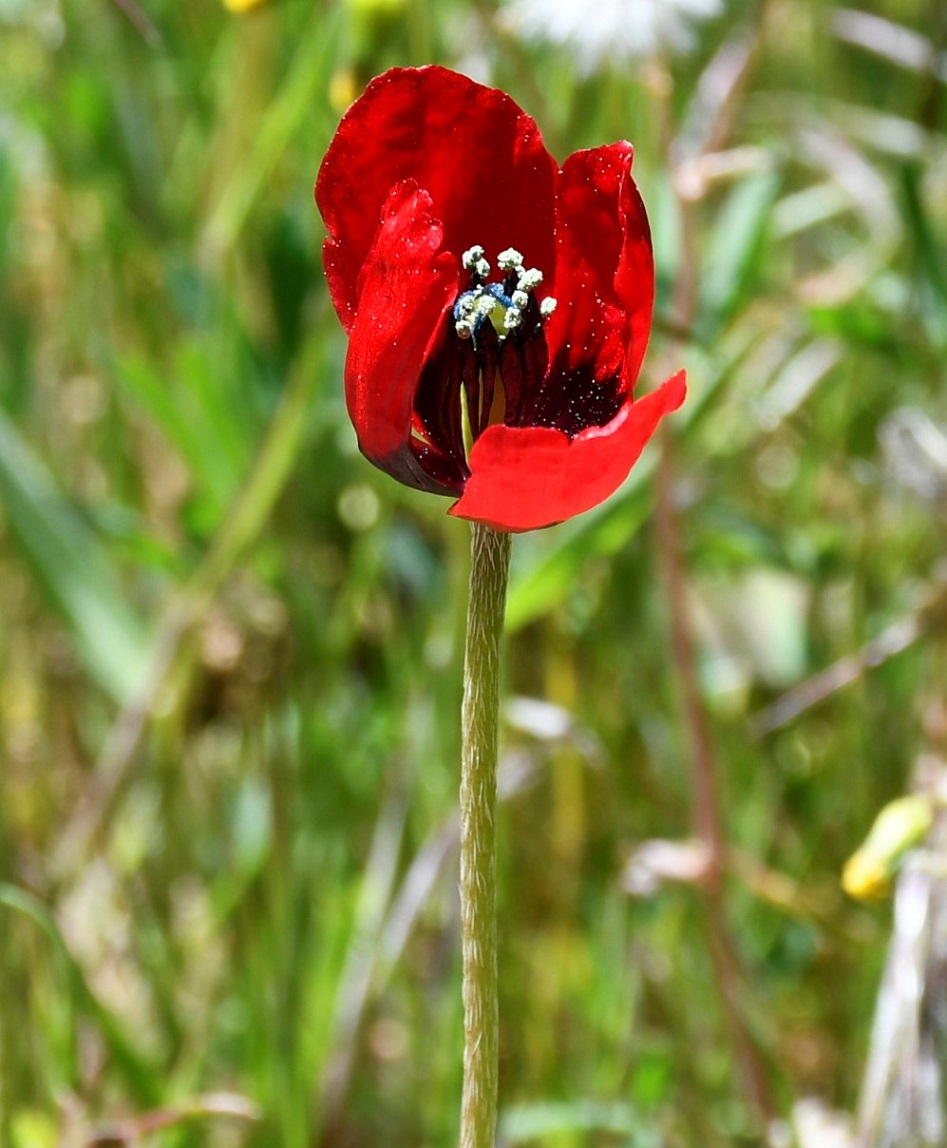 Изображение особи Papaver meiklei.