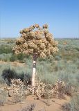 Ferula foetida. Плодоносящее растение. Казахстан, Мангистауская обл., Бейнеуский р-н, окр. с. Сарга вблизи трассы А-33, солянково-полынная пустыня. 08.06.2022.