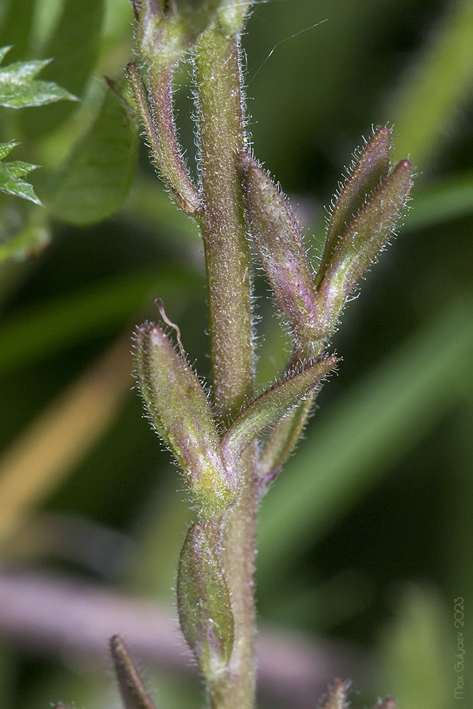 Image of Veronica chamaedrys specimen.