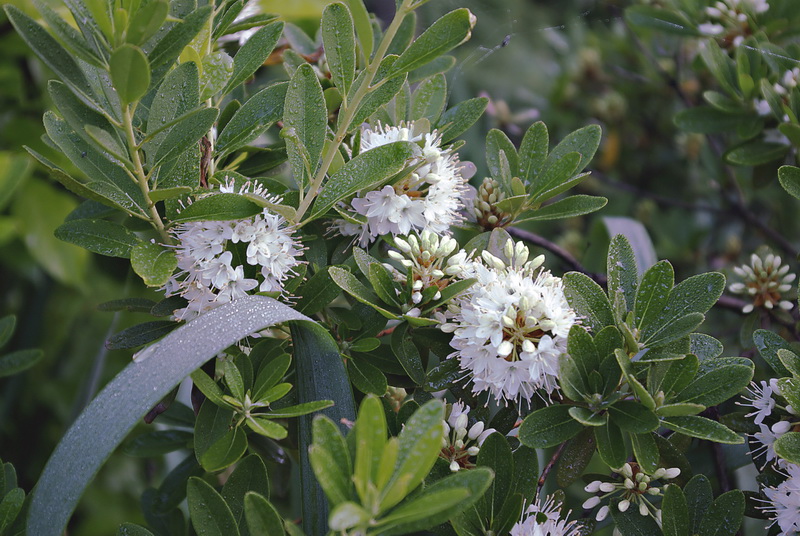 Image of Rhododendron micranthum specimen.