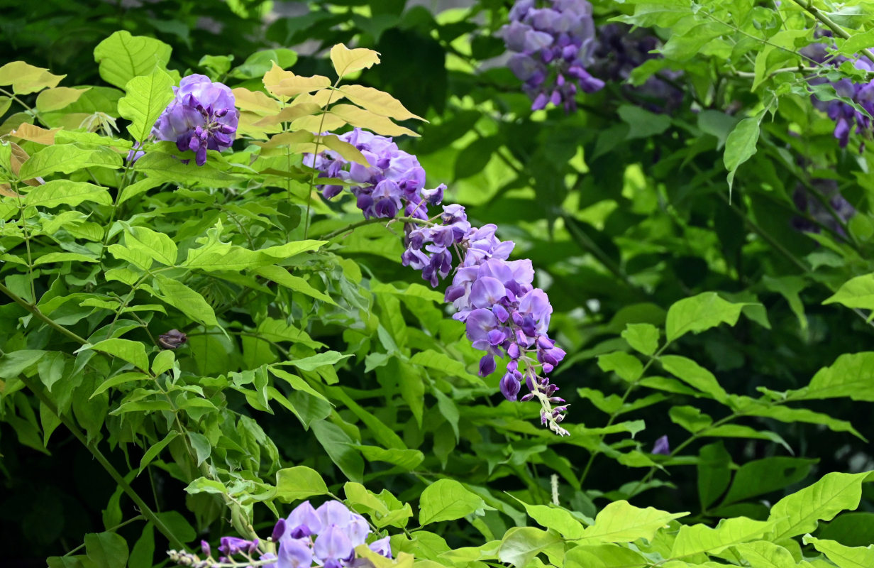 Изображение особи Wisteria sinensis.