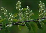 Amelanchier spicata