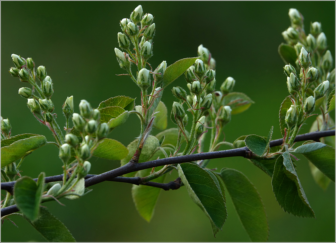 Image of Amelanchier spicata specimen.