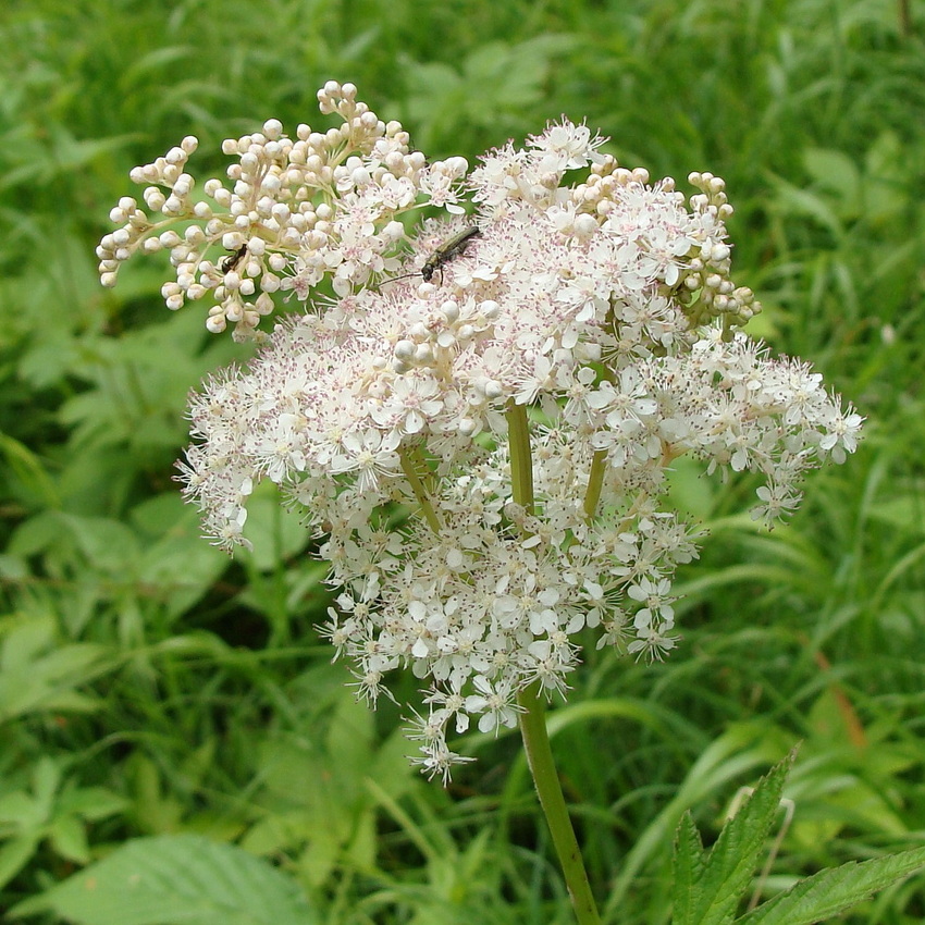 Image of Filipendula palmata specimen.