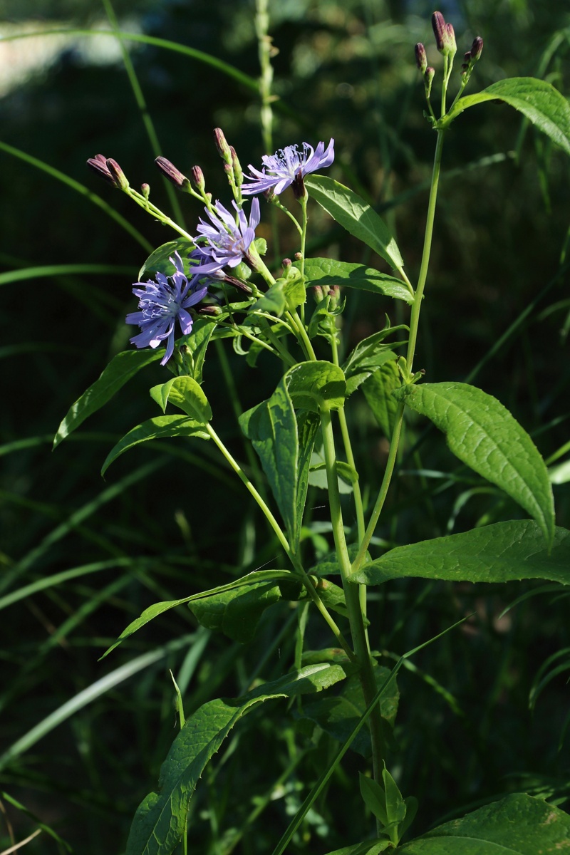 Изображение особи Lactuca sibirica.