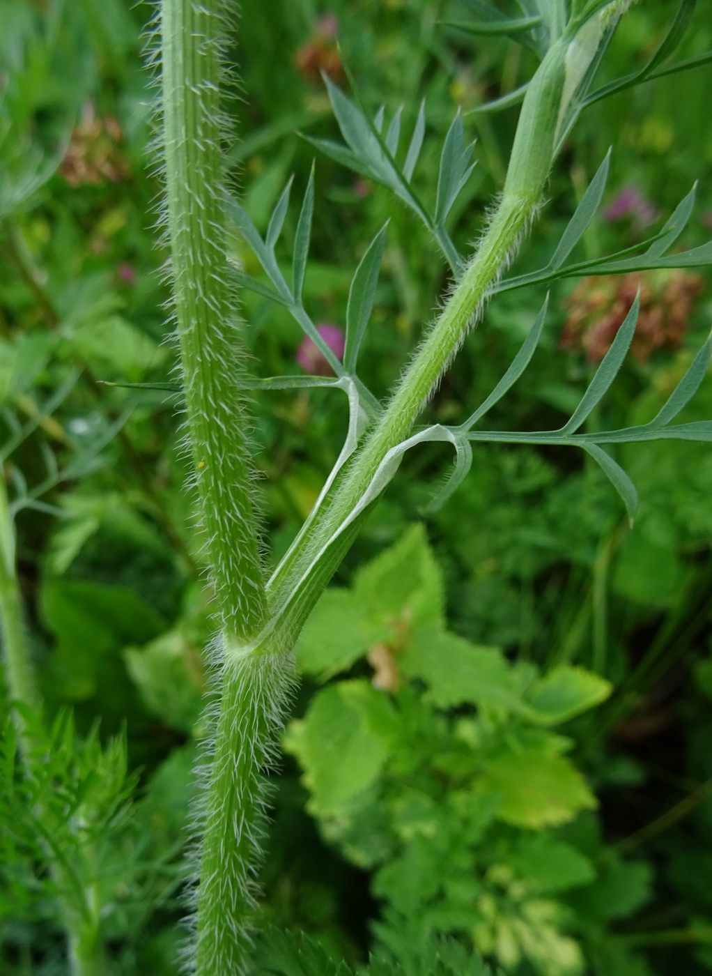 Изображение особи Daucus carota.