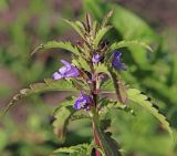 Смотреть изображение Dracocephalum moldavica