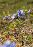 Polemonium boreale. Цветущее растение на моховой подушке. Мурманская обл., Кольский р-н, сельское поселение Териберка, о. Кильдин, окр. оз. Могильное, вороничная тундра. 24.06.2023.