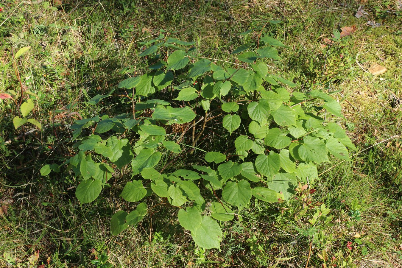 Image of Tilia cordata specimen.