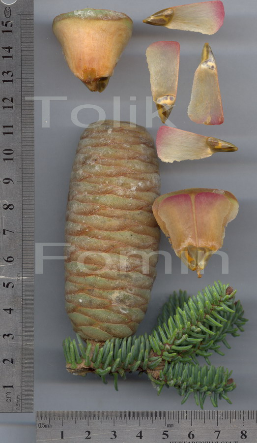 Image of Abies pinsapo specimen.