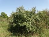 Elaeagnus umbellata. Плодоносящее растение. Ростовская обл., г. Ростов-на-Дону, Ботанический сад ЮФУ, в зарослях кустарника. 06.08.2023.