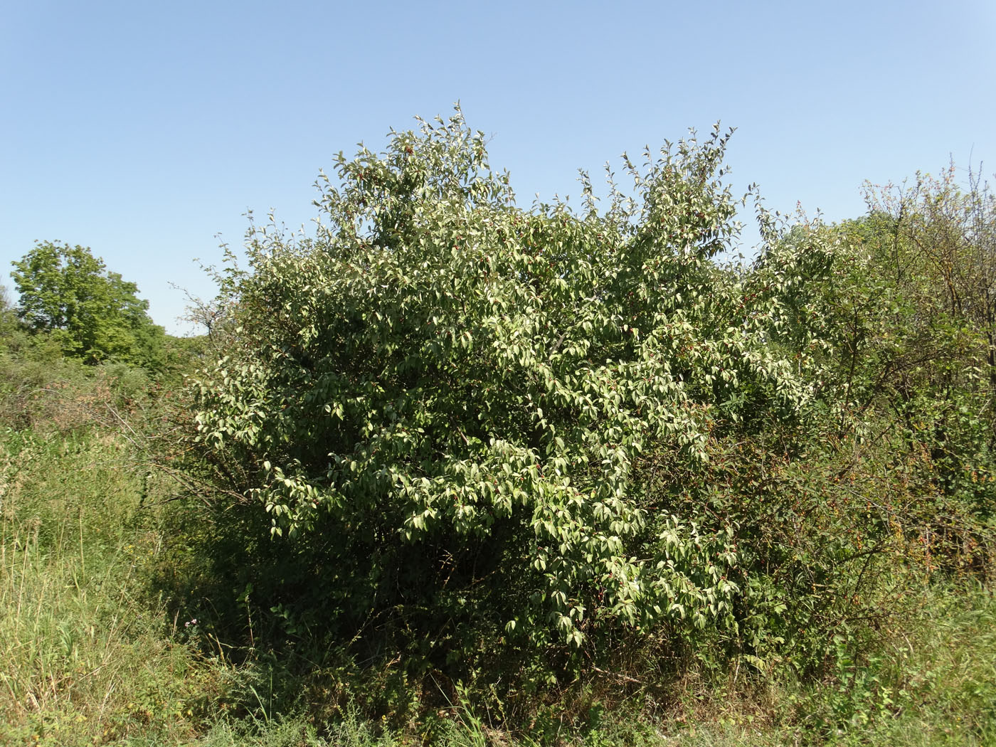 Image of Elaeagnus umbellata specimen.