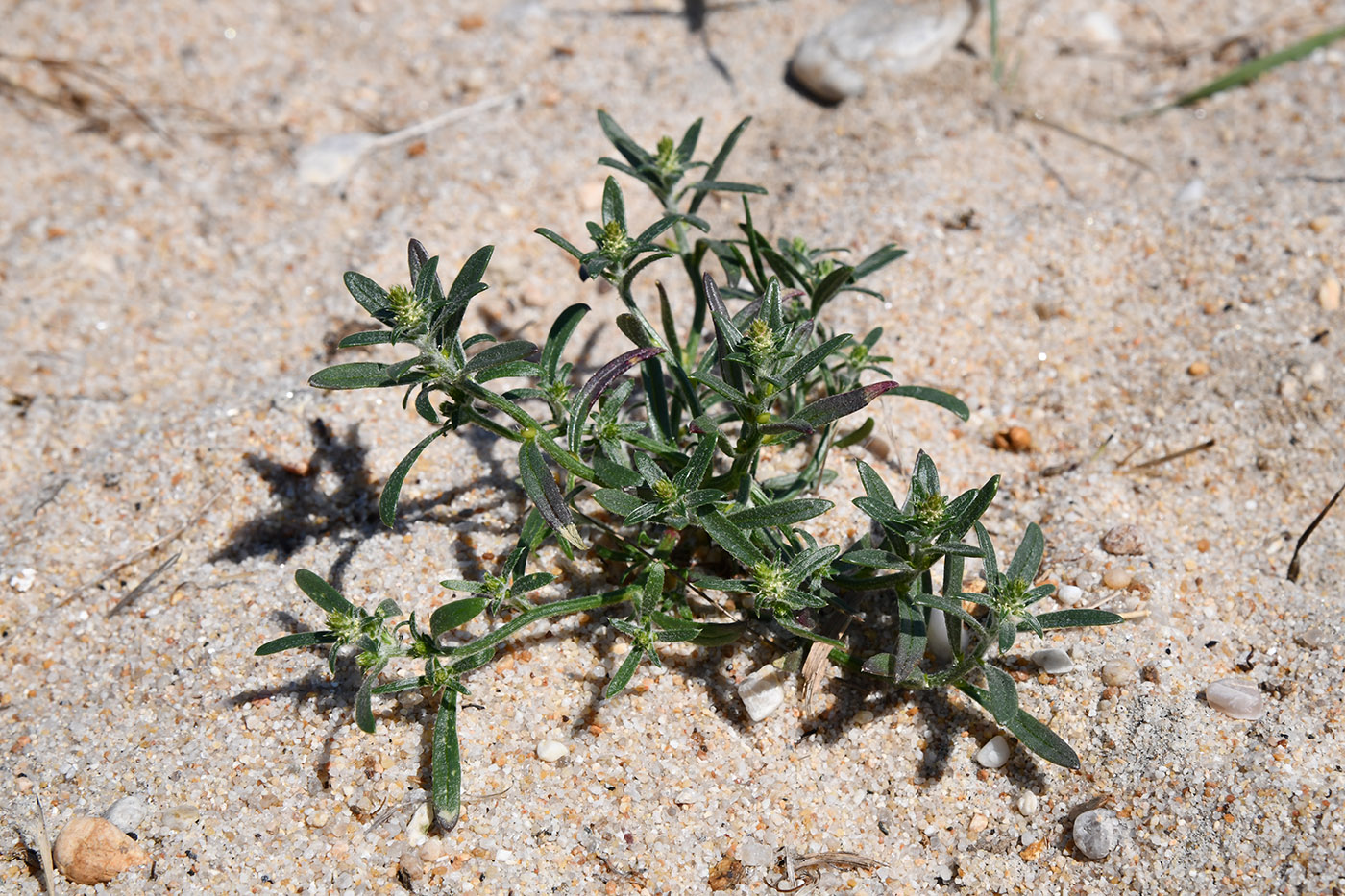 Image of genus Corispermum specimen.