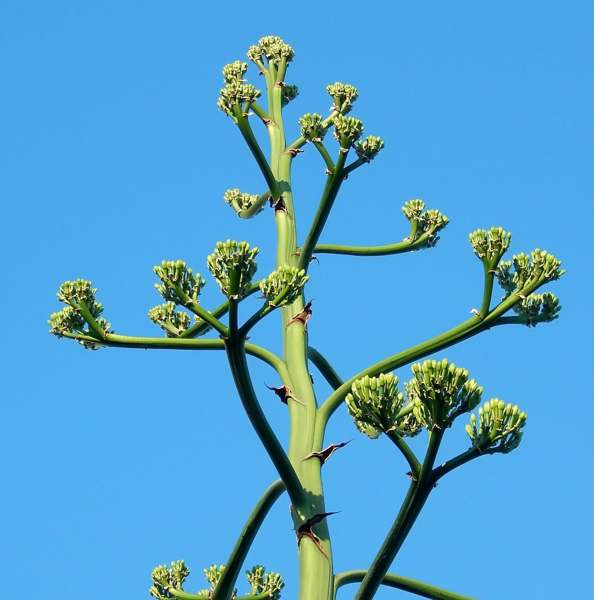 Image of Agave americana specimen.
