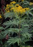 Senecio cannabifolius