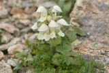 Lamium tomentosum. Цветущее растение (на переднем плане - листья другого растения). Карачаево-Черкесия, Карачаевский р-н, Большой Кавказ, правый борт долины Дорбунчат, седловина перевала Охотничий, ≈ 3260 м н.у.м., мелкая осыпь 22.07.2023.