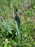 Ligularia glauca. Расцветающее растение. Хакасия, Орджоникидзевский р-н, долина р. Сарала, луг. 09.06.2022.