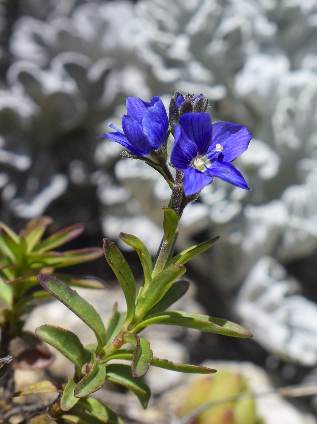 Image of Veronica fruticulosa specimen.