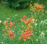 × Pardancanda norrisii