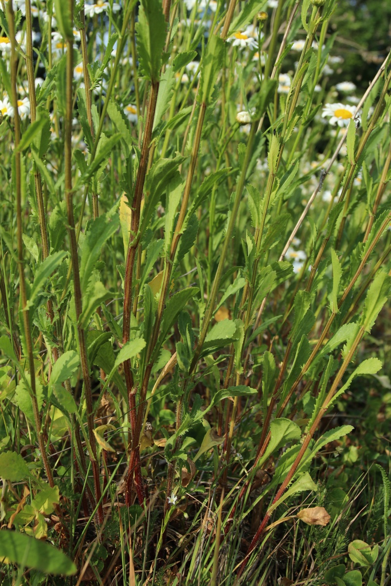 Image of Leucanthemum ircutianum specimen.