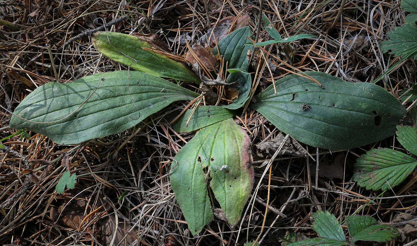 Изображение особи Plantago media.