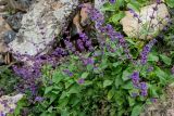 Salvia verticillata. Цветущие растения. Дагестан, Гунибский р-н, окр. с. Гамсутль, ≈ 1400 м н.у.м., каменистый склон. 29.07.2022.