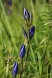 Gentiana pneumonanthe. Верхушка побега с расцветающим соцветием. Новгородская обл., Новгородский р-н, дер. Юрьево напротив музея «Витославлицы», луг (бывший сенокос?) среди леса. 24.07.2023.