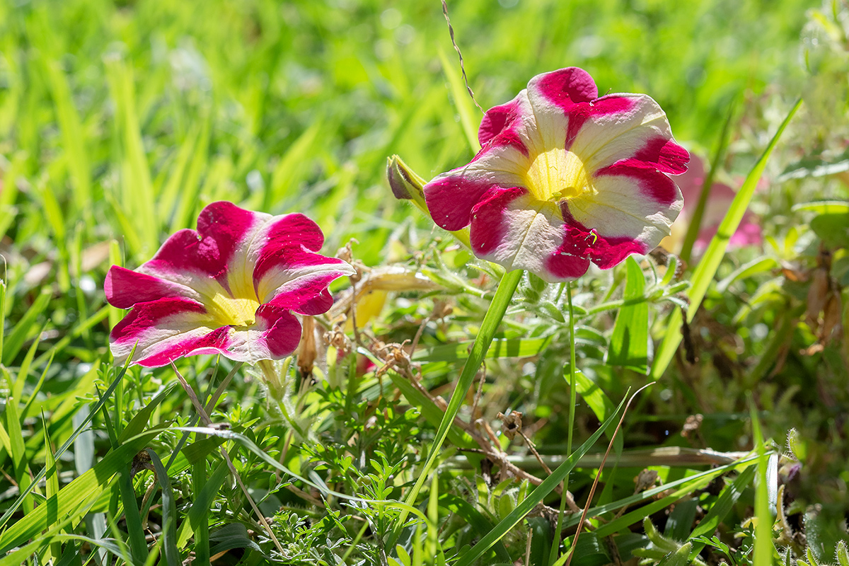 Image of Petunia &times; hybrida specimen.